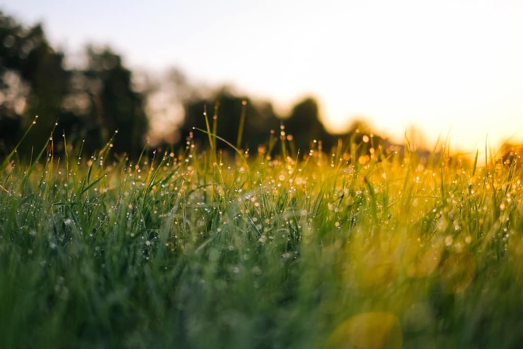 Moist grass in the sunset